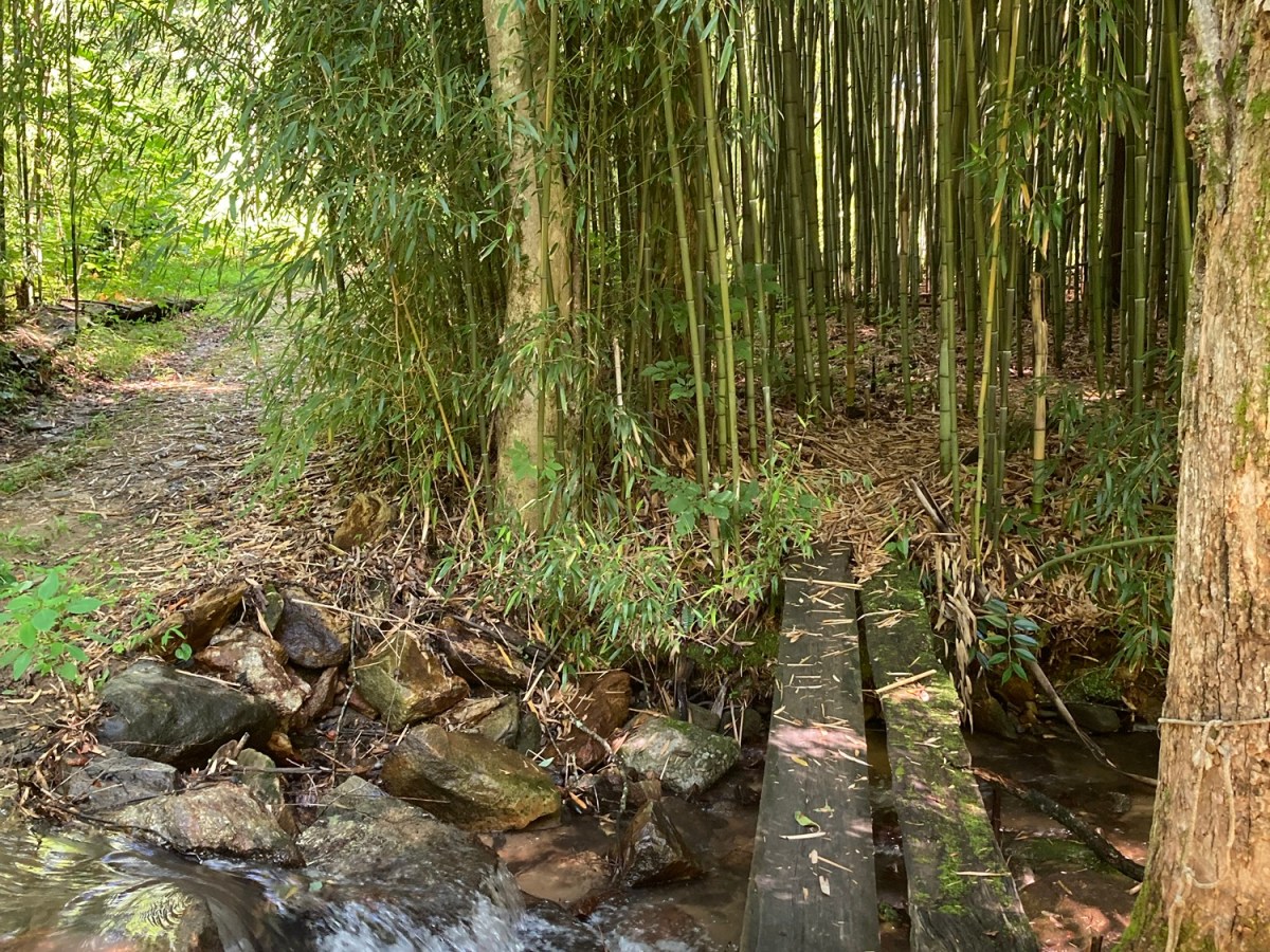 Vegan “Find-Dining” in Asheville, North&nbsp;Carolina